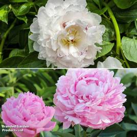 Peony Pastel Duo