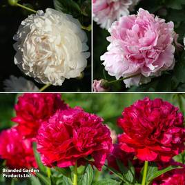 Peony Scented Trio