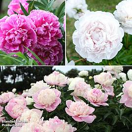 Peony Most Scented Dinner Plate Trio