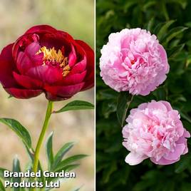 Peony Glamorous Duo