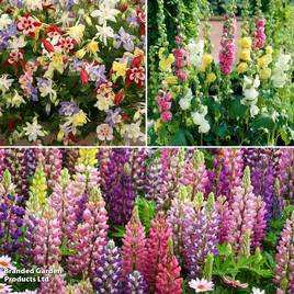 Classic Cottage Garden Perennial Trio