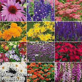 Best Value Perennial Collection