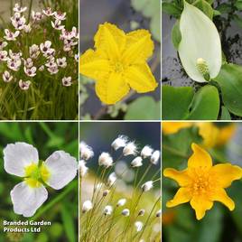 Nurserymans Choice Pond Plants For Beginners