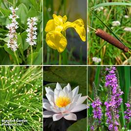 Nurserymans Choice Ornamental Colour Pond Collection