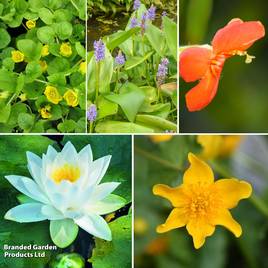 Nurserymans Choice Pond Collection with Lily