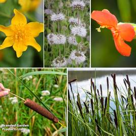 Nurserymans Choice Wildlife Pond Collection