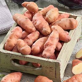 Potato Pink Fir Apple