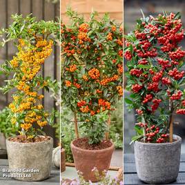 Pyracantha Star Trio