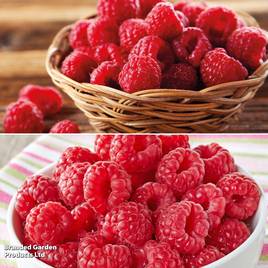 Raspberry Two Season Duo