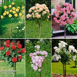 Nurserymans Choice Rose Standard