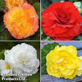 Begonia x tuberhybrida Giant Mixed