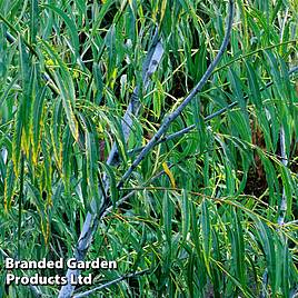 Salix acutifolia Blue Streak