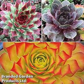 Sempervivum Chick Charms Trio