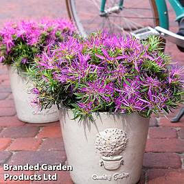 Azalea Starstyle Lilac