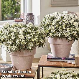 Azalea Starstyle White