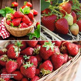 Strawberry British Grown Wimbledon Collection