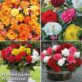 Begonia Summer Saver Collection