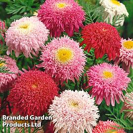 Tanacetum coccineum Semi-double Mix