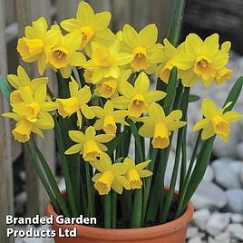 Narcissus Tete-a-Tete