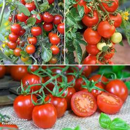 Tomato Growers Collection