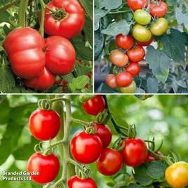 Tomato Crimson Trio (Grafted)