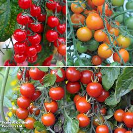 Tomato Sweet Trio