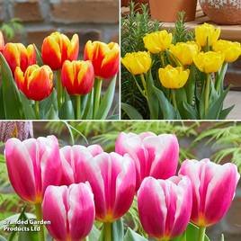 Tulip Container Collection