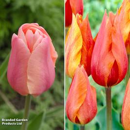 Tulip Heart Duo