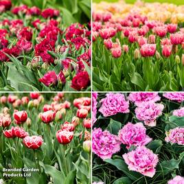 Tulip Frilly Fringed Collection