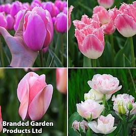 Tulip Pretty in Pink Collection
