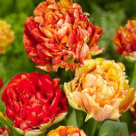 Tulip Gudoshnik Double