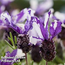 Lavender Twin Summer (Butterfly Garden)