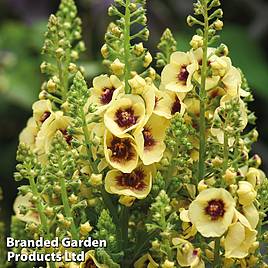 Verbascum Dark Eyes