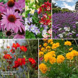 Perennial Cottage Garden Collection