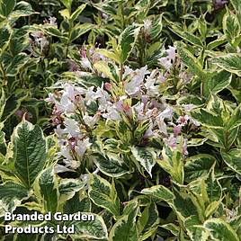 Weigela Nana Variegata
