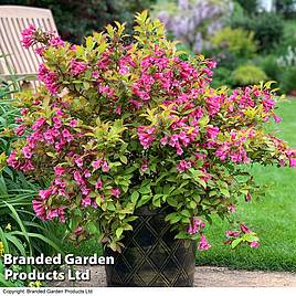 Weigela Magic Carpet