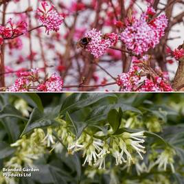 Fragrant Winter Shrub Duo