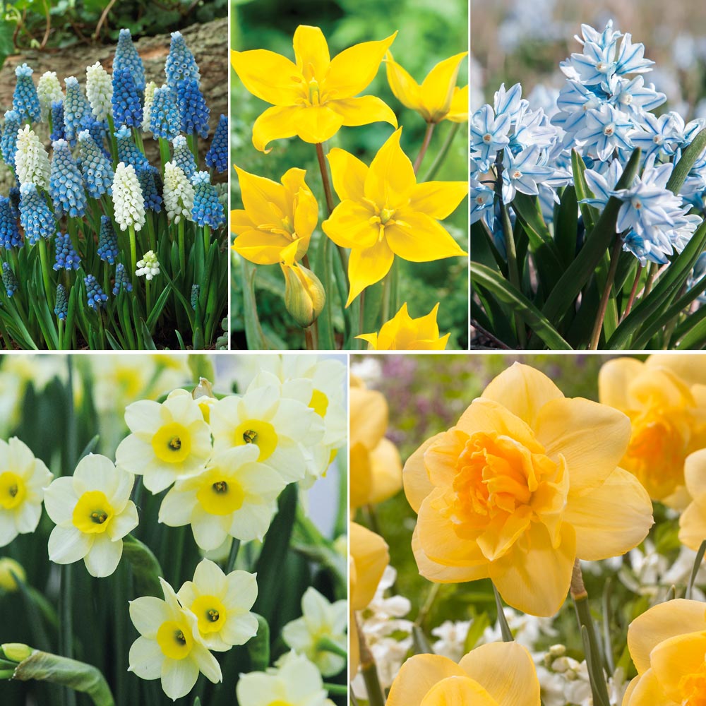 Spring Bulb Beach Collection at Suttons
