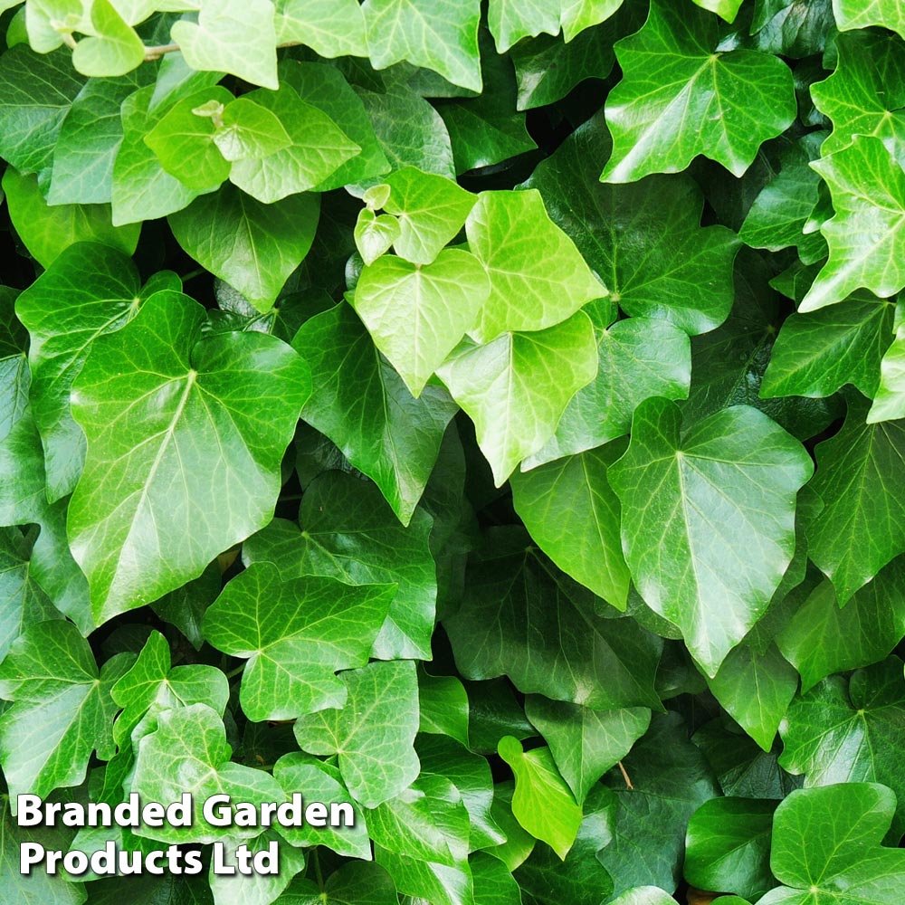 Hedera helix ...