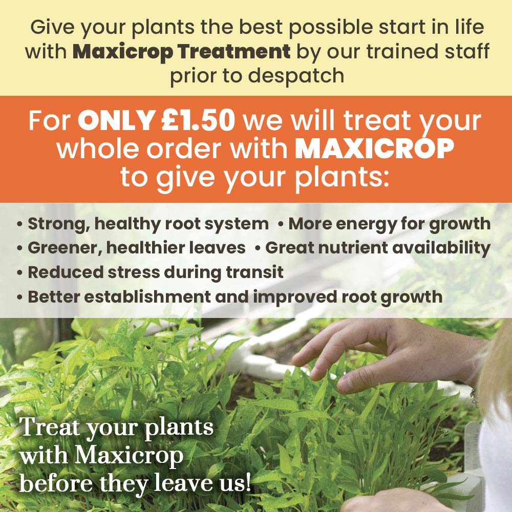 Deal Detail