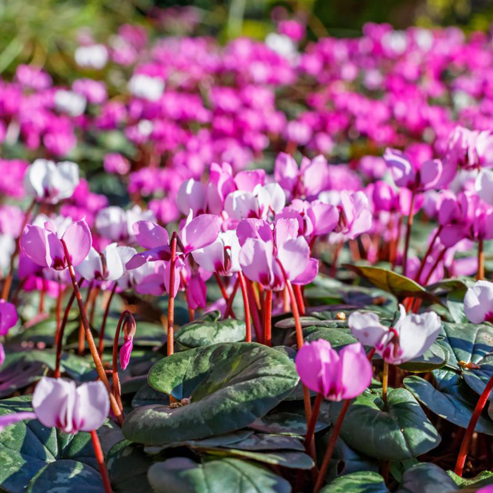 Cyclamen Hederifolium Plants