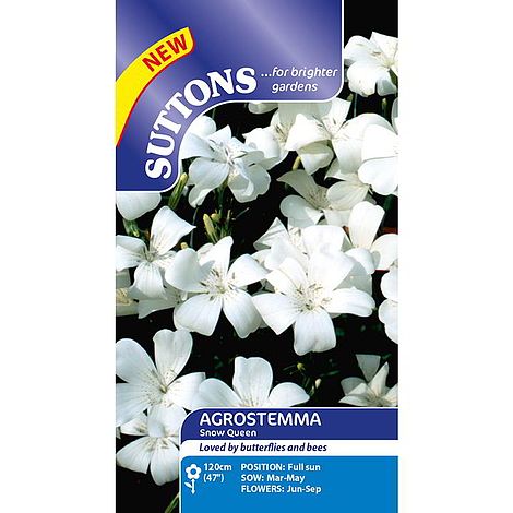 Agrostemma 'Snow Queen' - Seeds
