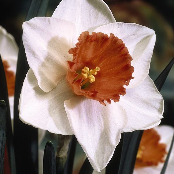 Narcissus 'Decoy Red'