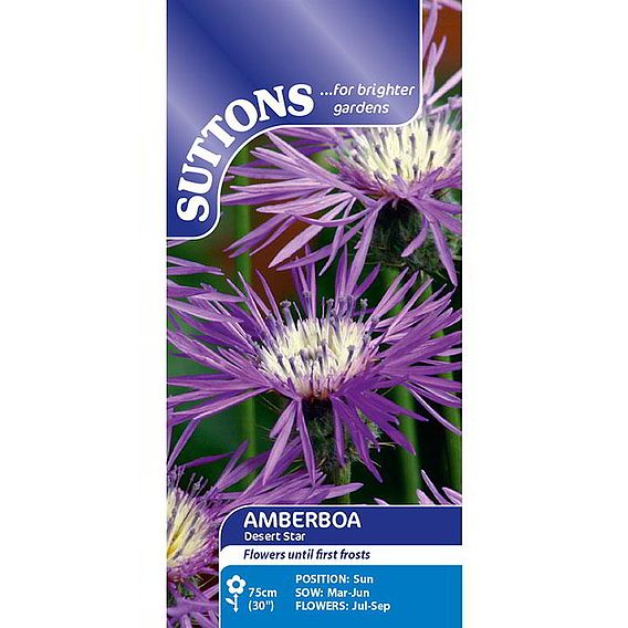Amberboa 'Desert Star' - Seeds