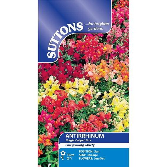 Antirrhinum 'Magic Carpet Mix' - Seeds