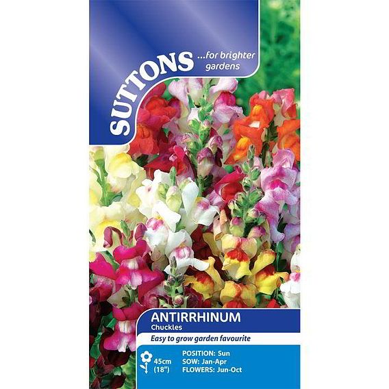 Antirrhinum 'Chuckles' - Seeds