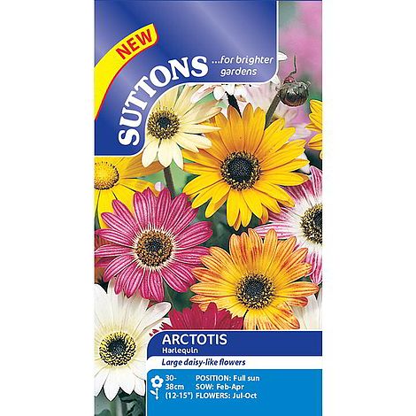 Arctotis 'Harlequin' - Seeds