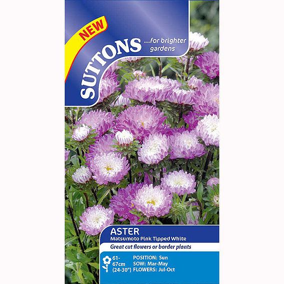 Aster 'Matsumoto Pink-Tipped White' - Seeds