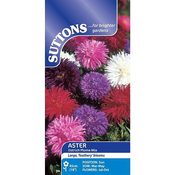 Aster 'Ostrich Plume Mix' - Seeds