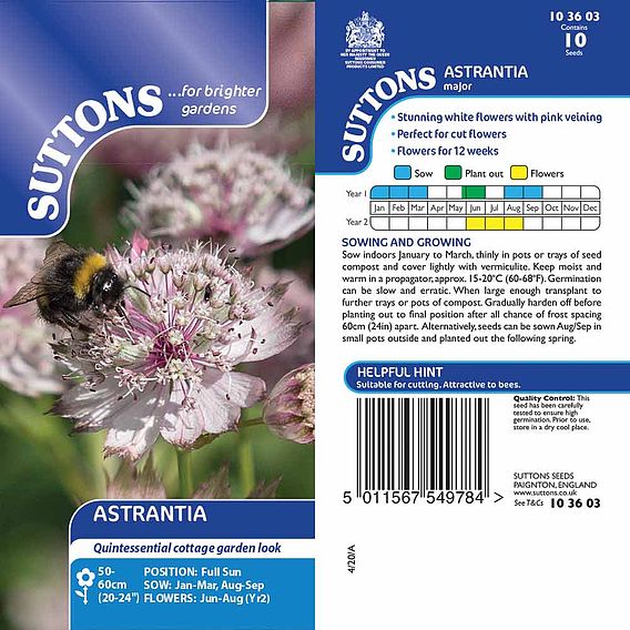 Astrantia - Seeds